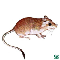 گونه جربیل بلوچی  Baluchistan Gerbil